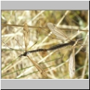 Tipula sp - Schnake 07e.jpg